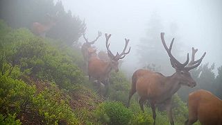 video Fotopasca zachytila krásne zábery jeleniu čriedu v Malej Fatre