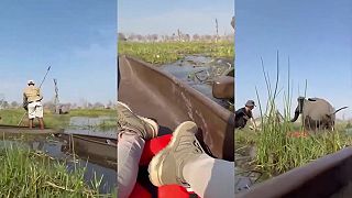 video V delte Okavango zaútočila na turistov v kanoe slonica, ktorá si bránila mláďatá