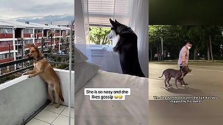 video Keď je u susedov hádka, aj zvieratá sú v pozore