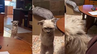 video Nemám síce predné nohy, no chodiť som sa naučil