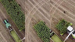 video Kukurica bola takmer ochutená divinou