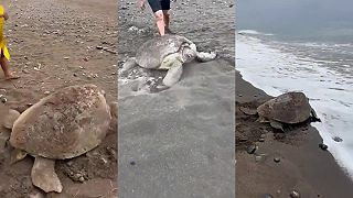 video Karetu obrovskú zavalila zem, ľudia jej pomohli späť do oceánu