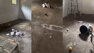 video Jerry síce nebol potkan, no pesnička tam pasuje