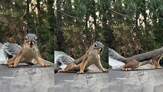 video Veverička prišla skontrolovať situáciu