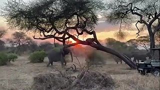 video Lev si myslel, že pred slonmi je na strome v bezpečí