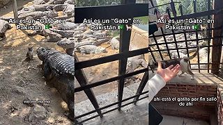 video Mačka má veľmi nebezpečných a zubatých kamarátov