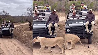 video Miestny safari sprievodca má nervy z ocele, levica bola naozaj blízko