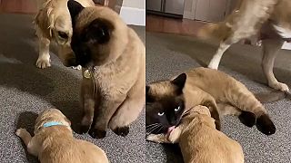 video Šteniatko má adoptívnu matku - mačku