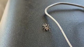 video Skákavky sú považované za jeden z najinteligentnejších druhov pavúkov