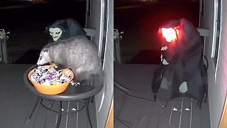 video Vačica si pochutnávala na sladkostiach pre deti, nerátala však so strigou