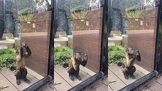 video Takže ste dali opicu do voliéry s bežným presklením?