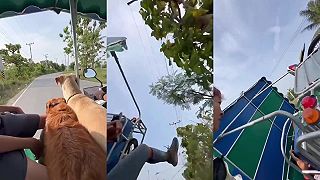video Sa takmer prizabili kvôli psovi, ktorý vyskočil z tuktuku