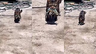 video Jimmy, čo to robíš? Polož to na zem!