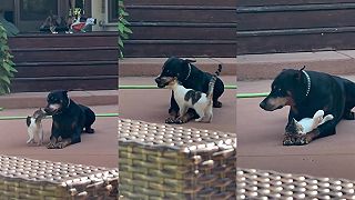 video Choď preč mačka jedna dotieravá!