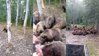 video Kŕmenie medveďa hnedého (Rusko)