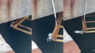 video Chlapi zachránili pred utopením vysilenú mačku