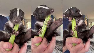 video Malý skunk si pochutnáva na zeleri