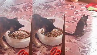 video Jašteričku si dám pekne s granulami!