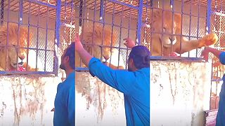 video Mozgový atlét provokoval leva v klietke, rovno šiel na chirurgiu