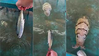 video Sépia počas kŕmenia napodobnila ľudskú tvár