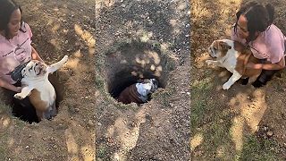 video Ten náš buldog je veľmi zlatý, no nie je najmúdrejší