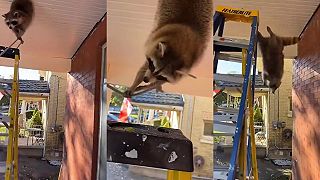 video Taká bežná situácia s medvedíkom čistotným v Kanade