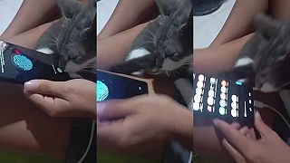 video A ako odomykáš telefón? Mačkou!