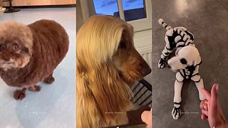 video Tieto psie frizúry vás určite pobavia