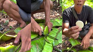 video V džungli objavil gigantický hrach, vyzeral celkom chutne!