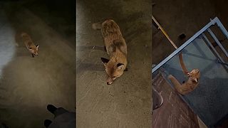 video Keď uvidíš takúto líšku, tak utekaj, má totižto BESNOTU!