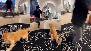 video Ten koberec musím zachrániť za každú cenu! (NECHUTNÉ)