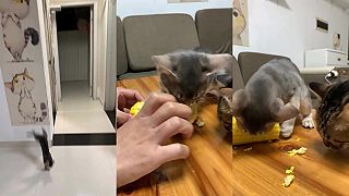 video Odkedy mačky žerú varenú kukuricu?