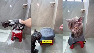 video Moja mačka znáša umývanie celkom dobre