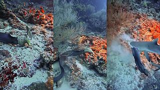 video Potápači sa stali svedkami boja o život, veľká muréna chcela zožrať menšiu