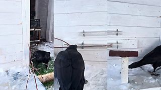 video No a čo si ty myslíš, že som sprostý?