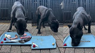 video A vy čím kŕmite vašich psov? Granulami?