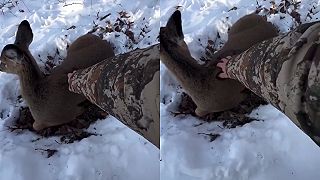 video Poľovník v lese natrafil na spiacu laň jeleňa bielochvostého