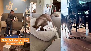 video HUSKY - najdramatickejšie psie plemeno