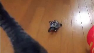 video Korytnačke dodal nevídanú rýchlosť