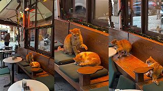 video Si mi obsadila miesto pod infra lampou ty bzdocha!