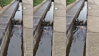 video Vie zdolať koi kapor výškovú prekážku?