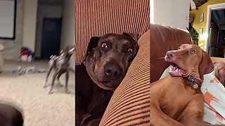 video Ako pesa reagujú na prdy?