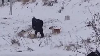 video Psy vo Veľkej Lomnici napadli 67-ročného muža a spôsobili mu zranenia