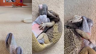 video Agama miluje svoju ponožku