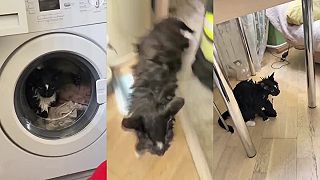 video Žena v Moskve takmer oprala mačku, tá nebadane vliezla do bubna práčky