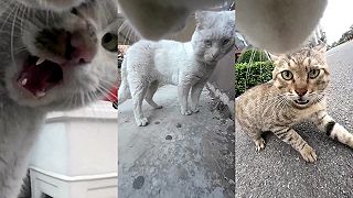 video A už je opäť ten čas, keď sa EBÚ MAČKY!