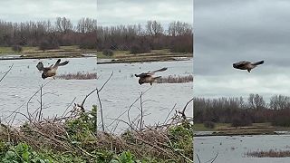 video Sokol myšiar a jeho úžasná schopnosť „visieť“ vo vzduchu