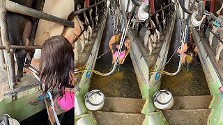 video V pondelok sa jej v maštali celkom darilo