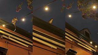 video Chlapi v krčme povzbudzovali vakoveveričku sťahovavú (Austrália)