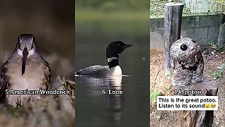 video Niektoré vtáky vydávajú naozaj zvláštne zvuky #2